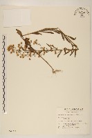 加拿大蓬藏品圖，第1張