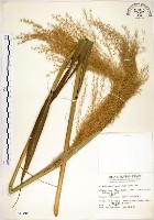 五節芒藏品圖，第1張