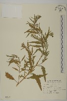 克非亞草藏品圖，第1張