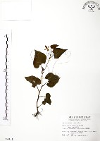 臭腥草、蕺菜藏品圖，第1張