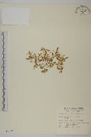 鵝兒腸藏品圖，第1張