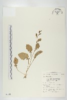 葶藶藏品圖，第1張