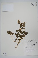 野莧菜藏品圖，第1張