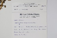 野莧菜藏品圖，第2張