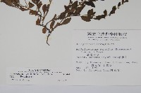 細纍子草藏品圖，第2張