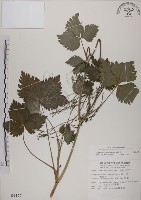 鴨兒芹藏品圖，第1張