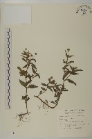 鱧腸藏品圖，第1張