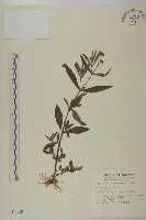 鱧腸藏品圖，第1張