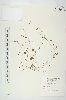 馬蹄金藏品圖，第1張