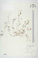 馬蹄金藏品圖，第1張