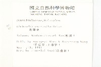 馬蹄金藏品圖，第2張