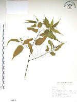 銳葉山黃麻藏品圖，第1張