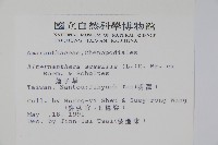 蓮子草藏品圖，第2張