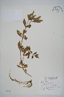 蓮子草藏品圖，第1張