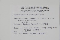 蓮子草藏品圖，第2張