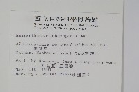 匙葉蓮子草藏品圖，第2張