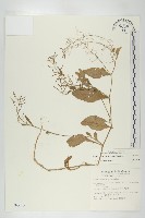 葶藶藏品圖，第1張