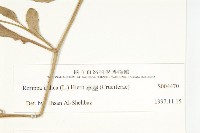 葶藶藏品圖，第3張