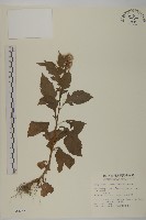 昭和草藏品圖，第1張