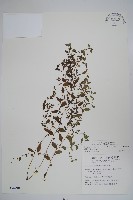 細纍子草藏品圖，第1張