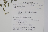 細纍子草藏品圖，第2張