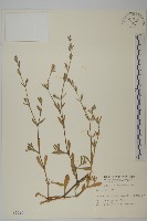 匙葉麥瓶草藏品圖，第1張