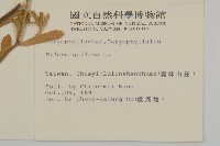 匙葉麥瓶草藏品圖，第2張