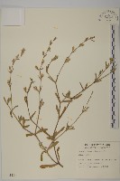 匙葉麥瓶草藏品圖，第1張