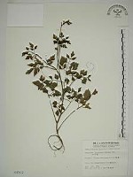 水芹菜藏品圖，第1張