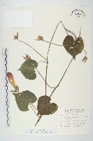 銳葉牽牛藏品圖，第1張