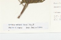 銳葉牽牛藏品圖，第3張