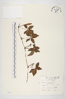 番仔藤藏品圖，第1張