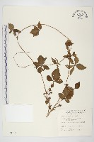 番仔藤藏品圖，第1張