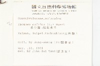 番仔藤藏品圖，第2張