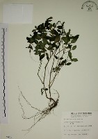 爵床藏品圖，第1張