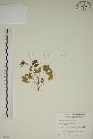 酢漿草藏品圖，第1張