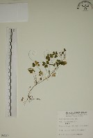 酢漿草藏品圖，第1張