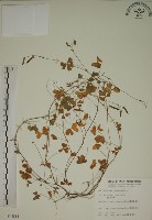 酢漿草藏品圖，第1張