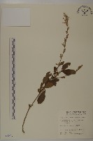 燈豎朽藏品圖，第1張