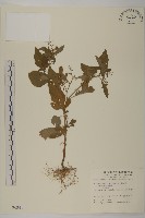 茯苓菜藏品圖，第1張