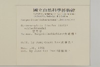 茯苓菜藏品圖，第2張