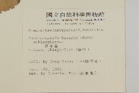 茯苓菜藏品圖，第2張