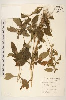 金腰箭藏品圖，第1張