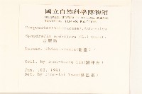 金腰箭藏品圖，第2張