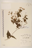 蔓澤蘭藏品圖，第1張