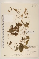 蔓澤蘭藏品圖，第1張