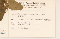 蔓澤蘭藏品圖，第2張