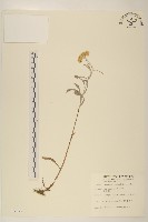 鼠麴草藏品圖，第1張