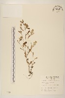 鼠麴舅藏品圖，第1張