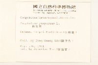 鼠麴舅藏品圖，第2張